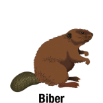 Biber-mit-Text_Vektor_400