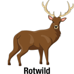 Rotwild-mit-Text_Vektor_400