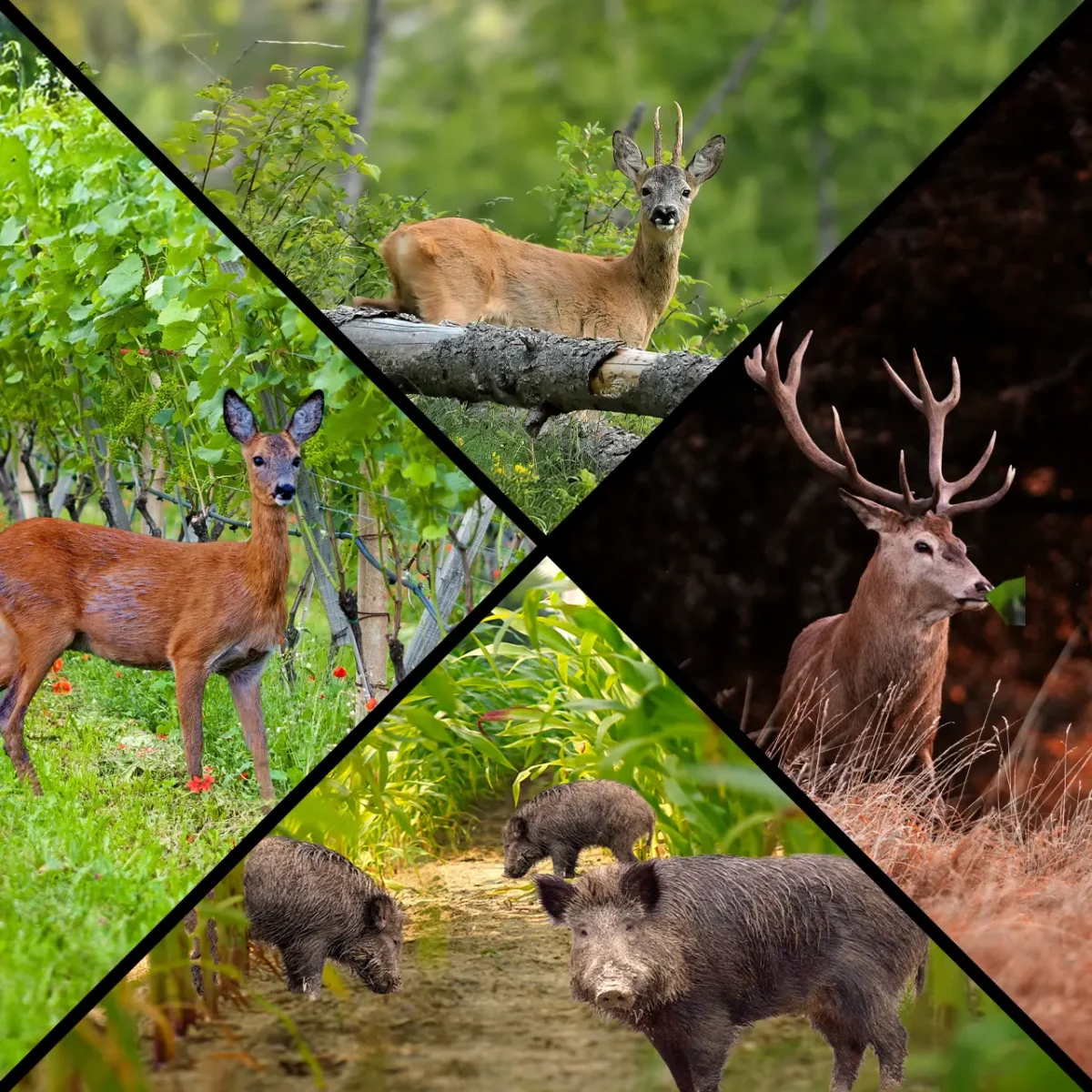 Rehkitz-Retter/Wildschreck KR02(-C) "Akku" – Bild 4